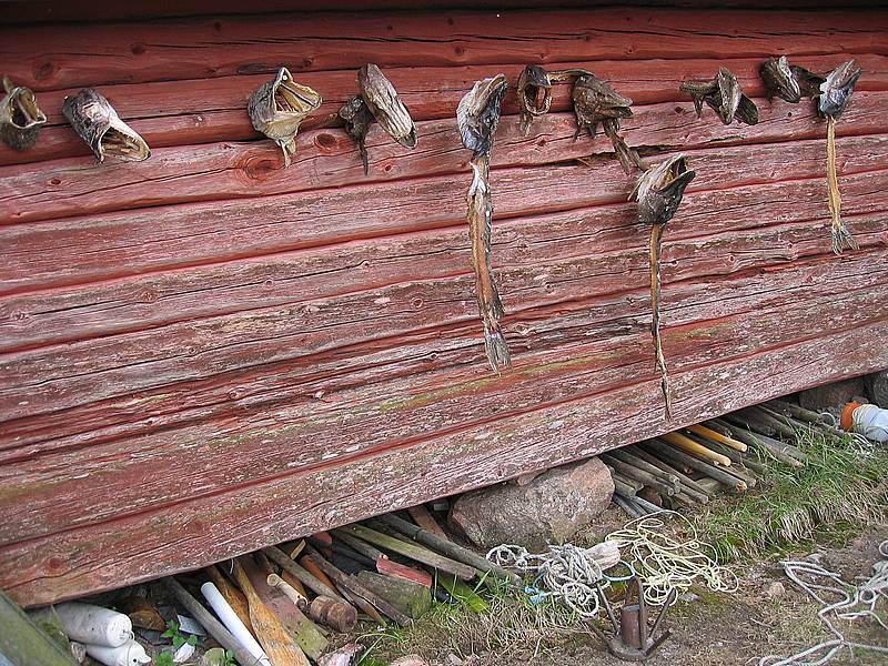 ISO kuva on tulossa. K&auml;rsiv&auml;llisyytt&auml;...